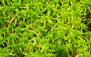 WI sphagnum moss